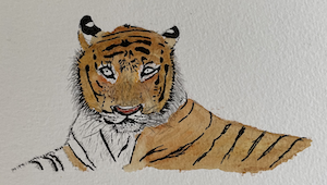 Tiger (ink over watercolour)